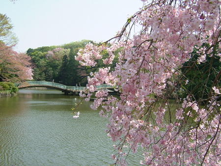 薬師池公園の桜
