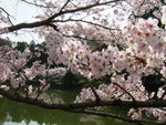 薬師池の桜