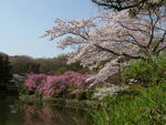 薬師池の桜