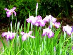 花菖蒲