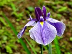 花菖蒲
