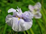 花菖蒲