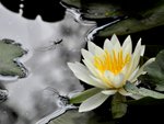 水仙