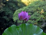 大賀ハス
