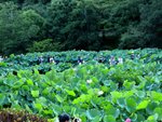 大賀ハス